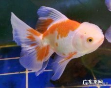 趴在鱼缸底部的鱼是什么鱼 鱼不吃食，也不游，就趴在鱼缸底水泵旁边！是怎么回事