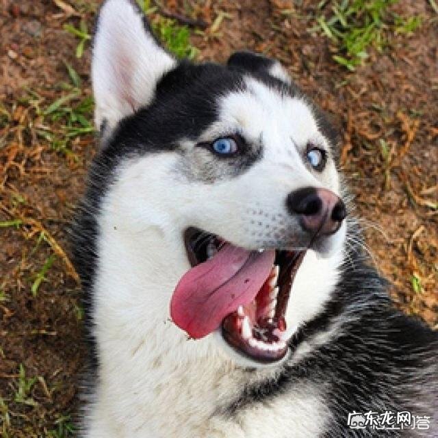 狗嘴套 为什么狗狗跳伞时，嘴上都戴着一个套