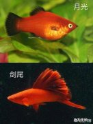 鳗鱼性别转换 什么动物会变性