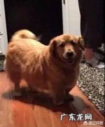 串串狗是小型犬吗 哪几个犬种的狗狗最多串串狗，容易被骗