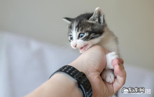 猫咪黏人,该怎么教育