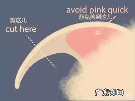 怎么给猫剪指甲