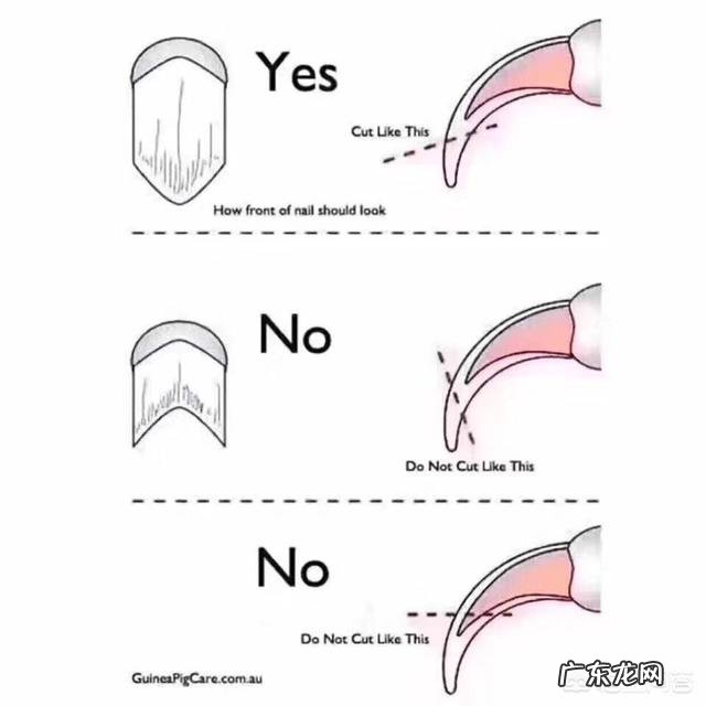 怎么给猫剪指甲