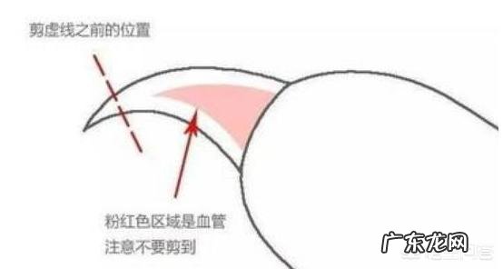 怎么给猫剪指甲