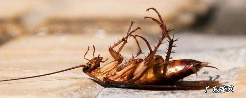 蟑螂有什么危害,脚踩蟑螂有什么危害
