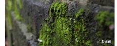 水泥路上的青苔怎么除掉?,水泥路上有绿苔怎么处理