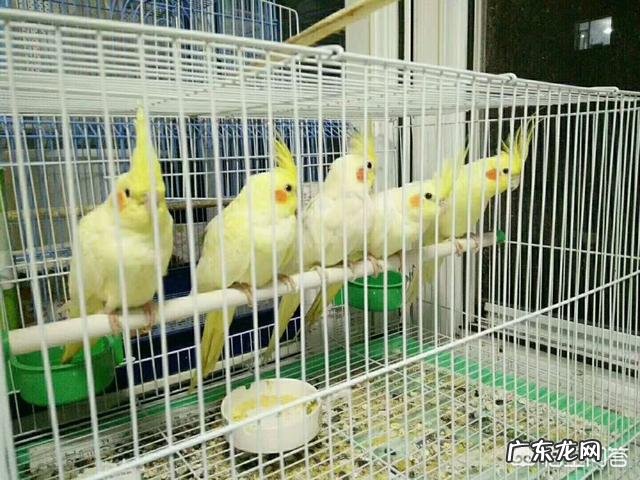 有哪些鸟我们国家允许饲养