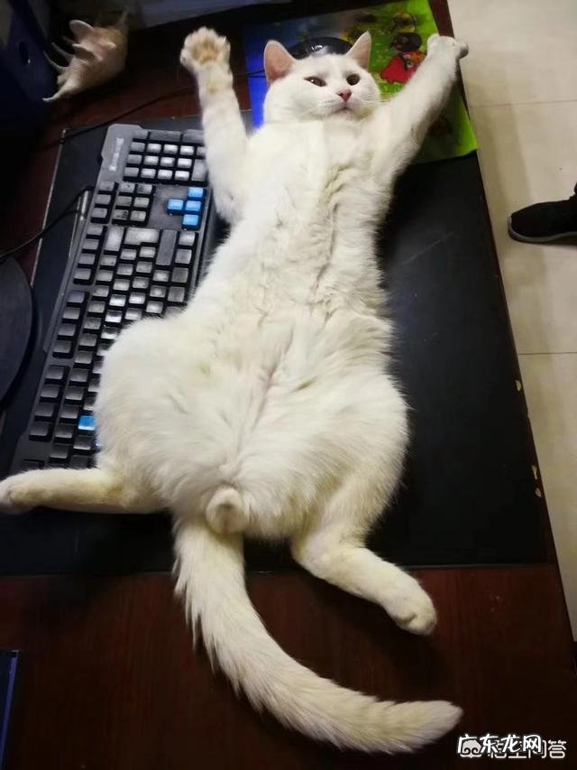 养了两年的猫不想养了,身边的人都不想要该怎么办