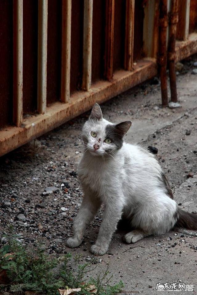 你会经常喂流浪猫吗