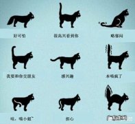 猫咪为什么会炸毛