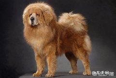 什么狗会以自己的生命保护主人