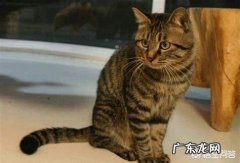 生存力最强的家猫是哪一种