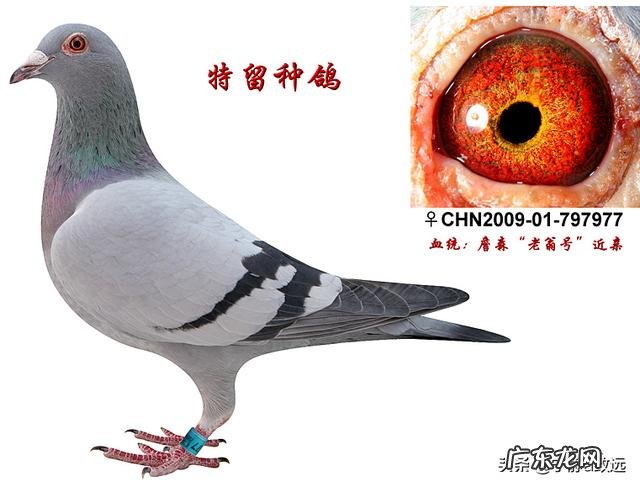 如果进行人为拆散鸽子近亲,让其进行远亲繁殖,这样能得到更优秀的鸽品种吗