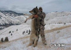 蒙古獒犬能长200斤吗