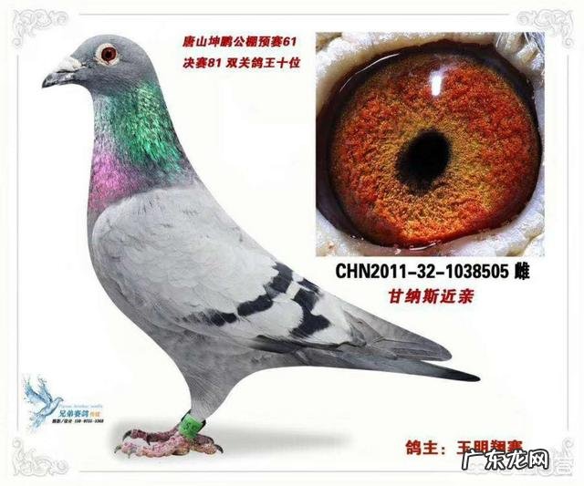 如何保持种鸽金母的遗传