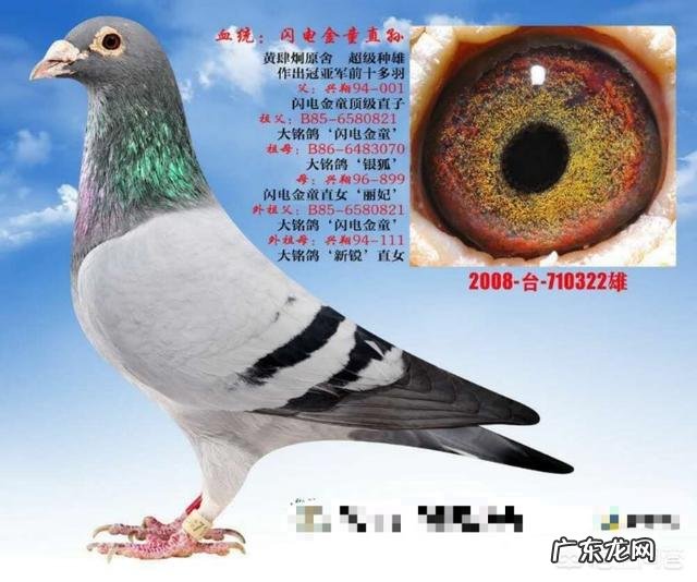 如何保持种鸽金母的遗传