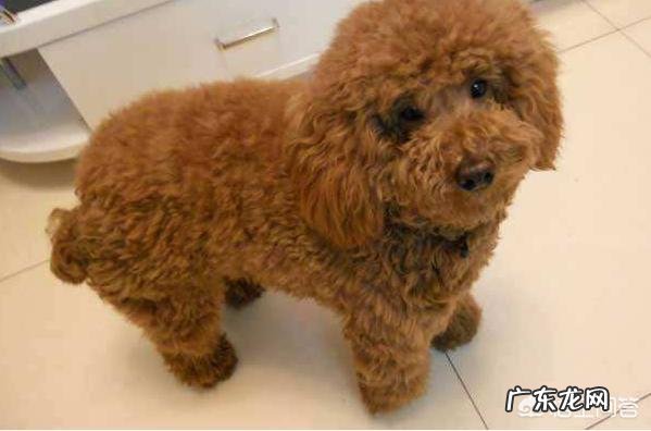 泰迪犬有哪些护主行为