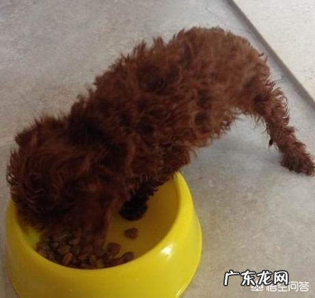 泰迪犬有哪些护主行为