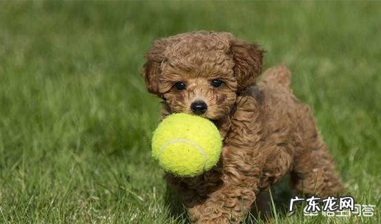 泰迪犬有哪些护主行为