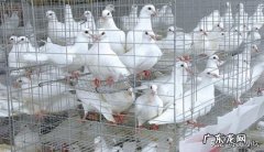 1年养100对肉鸽，能有多少利润