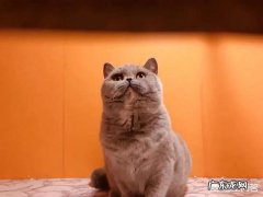 母猫产后就与公猫交配，对母猫的身体危害大吗