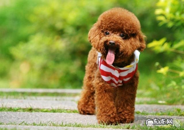 泰迪为什么老是对主人狂吠