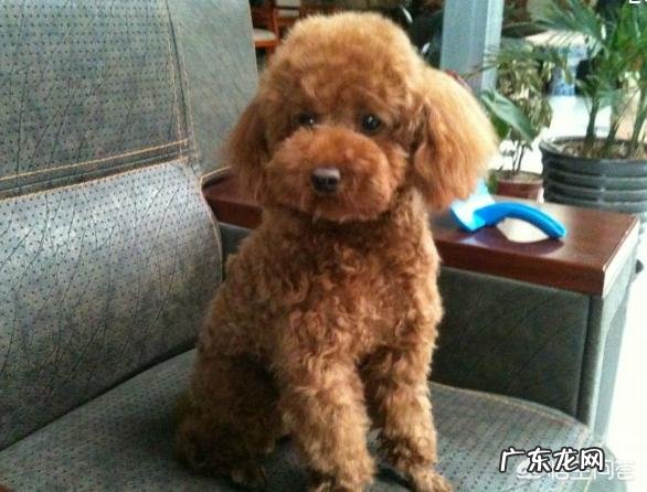 泰迪为什么老是对主人狂吠