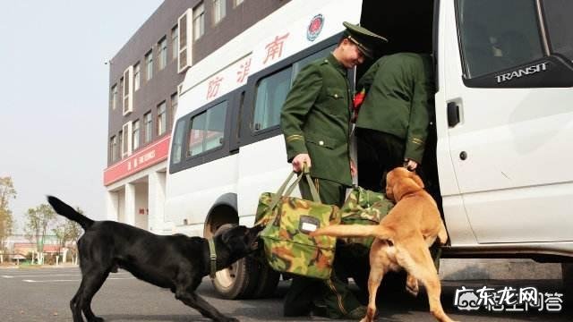 军犬在军队里的生活是怎样的