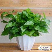 绿萝的养殖小窍门