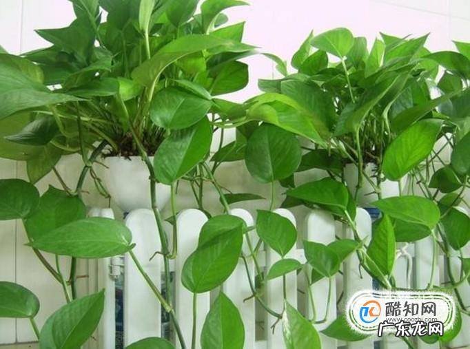 绿萝的养殖小窍门
