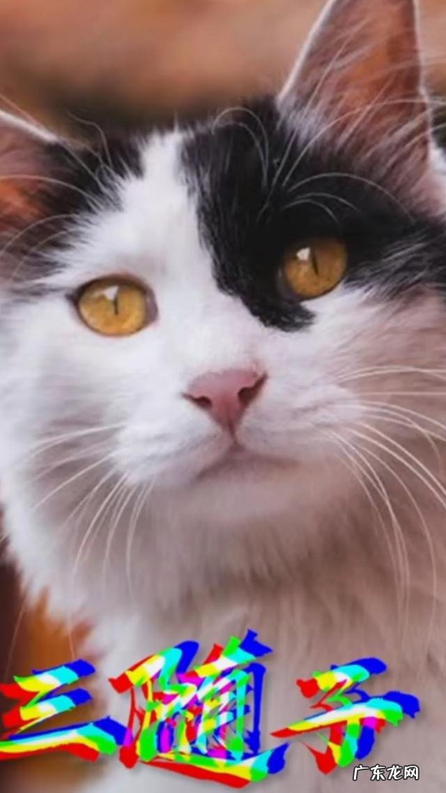 故宫御猫可以领养,你知道吗