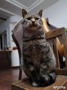 想养猫但是猫身上的味道太重，该怎么办