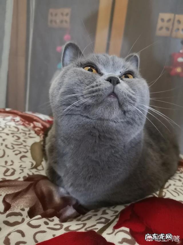 想养猫但是猫身上的味道太重,该怎么办