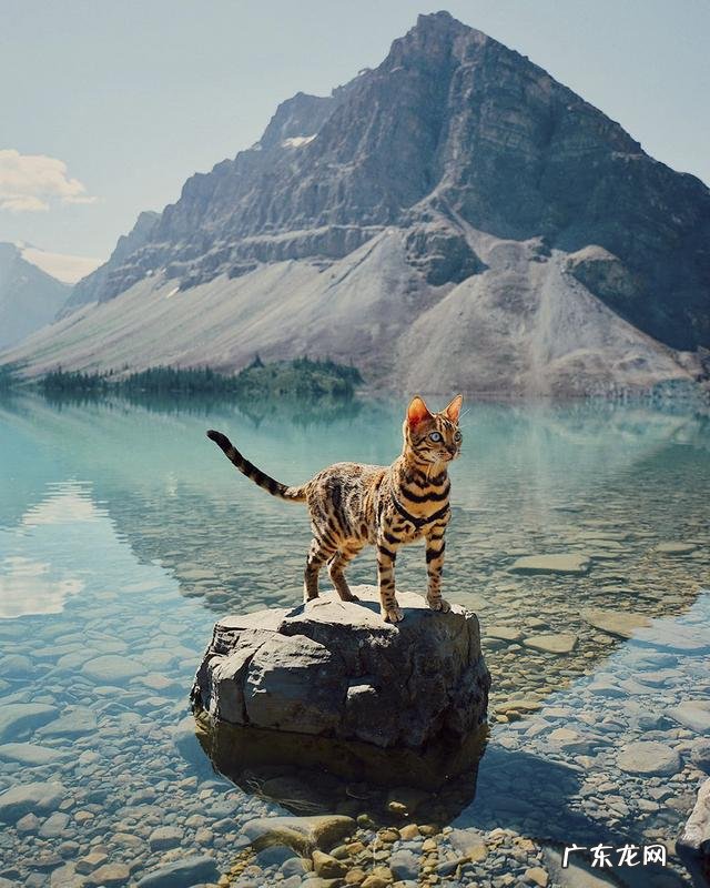 养孟加拉豹猫是什么体验