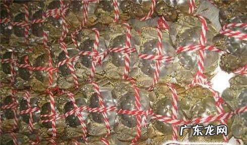 教你怎样绑螃蟹