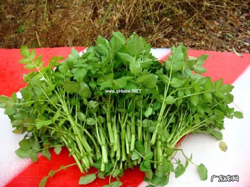 豆瓣菜经常食用它的好处