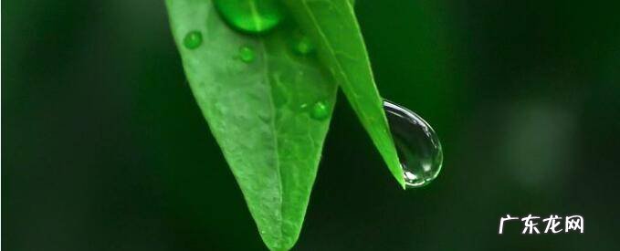 为什么植物绝大多数都是绿色的