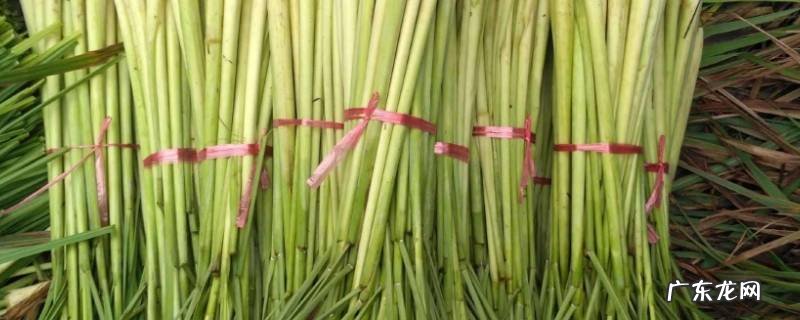 香茅驱蚊效果如何,香茅草驱蚊效果怎么样