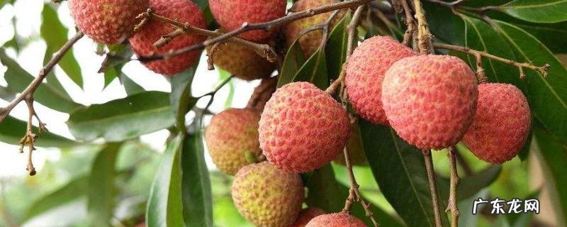 荔枝里面的虫子吃了会怎样,荔枝上的虫子吃了会怎么样
