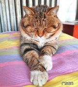 狸花猫可以漂亮到什么程度