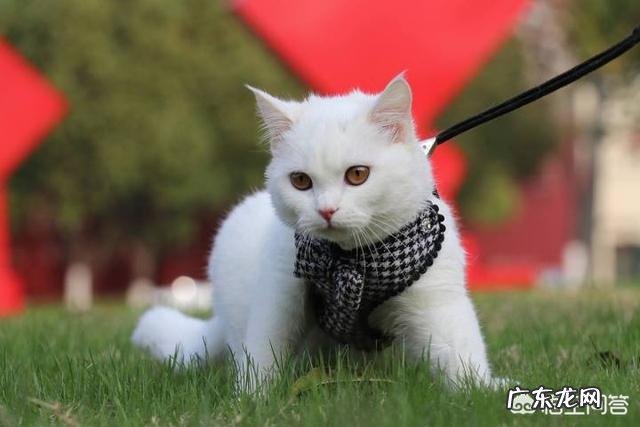 打算入手一只英国短毛猫大概多少钱