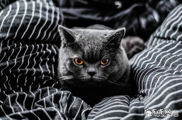 打算入手一只英国短毛猫大概多少钱