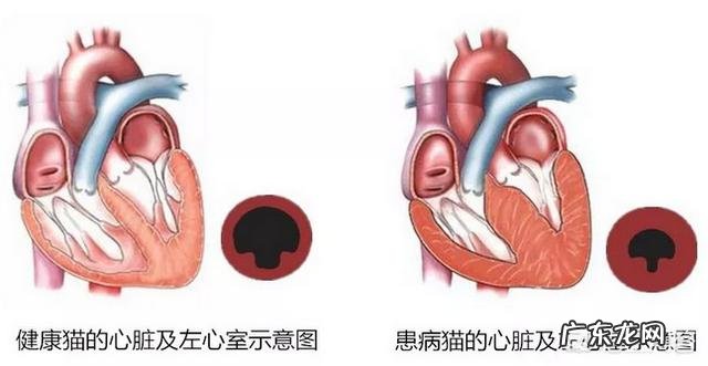 打算入手一只英国短毛猫大概多少钱