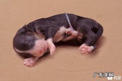 幼犬如何养活