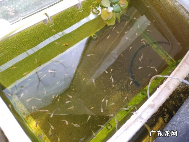 鱼缸里发现一只寄生虫，对鱼有危害吗