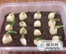 如何种植大蒜种大蒜的方法