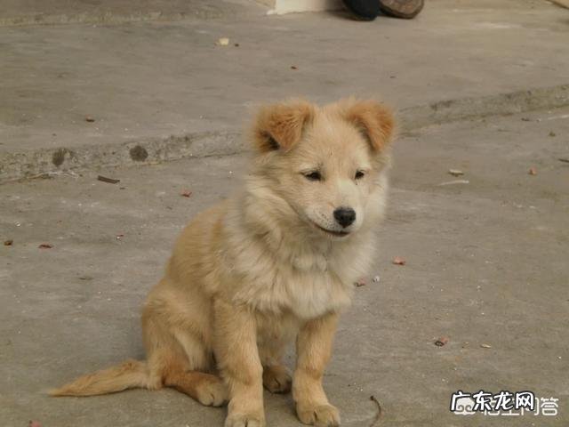 为什么一些农村的土狗在长大后不离家出走呢