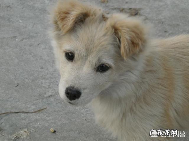 为什么一些农村的土狗在长大后不离家出走呢