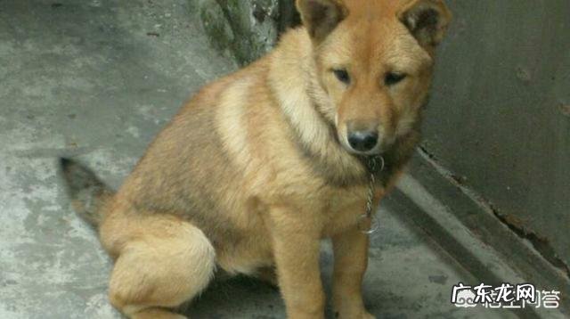 为什么一些农村的土狗在长大后不离家出走呢