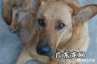 为什么一些农村的土狗在长大后不离家出走呢